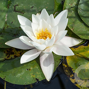 Nymphaea odorata 'Alba' 80 cm plantdiepte M23
