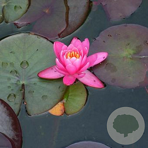 Nymphaea 'Rose Arey' GM M19