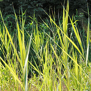 Phragmites australis 'Variegatus' GM M23