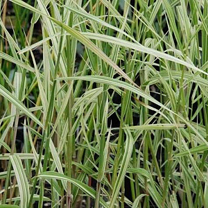 Phragmites karka 'Variegata' GM P9