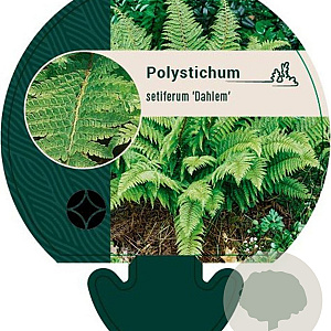 Polystichum set. 'Dahlem' GM P9