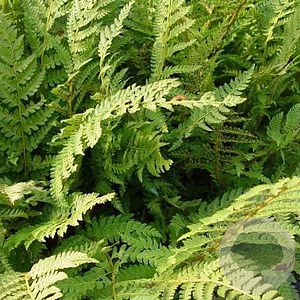 Polystichum set. 'Dahlem' GM P9