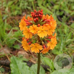 Primula aurantiaca GM P9
