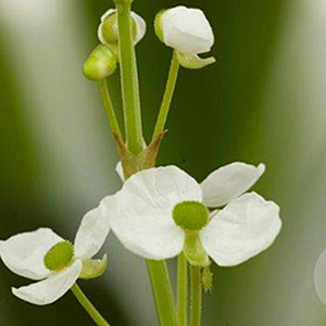 Sagittaria graminea GM P9