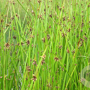 Scirpus mucronatus GM M23