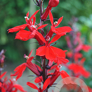 Lobelia fulgens GM M23