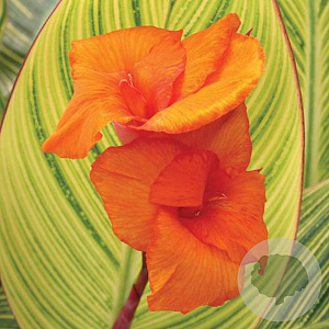 Canna 'Pretoria' GM P9