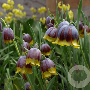 Fritillaria michailovskyi GM P9