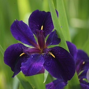 Iris (L) Louisiana GM P9