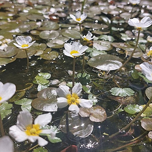 Ranunculus aquatilis 120 cm plantdiepte  M19