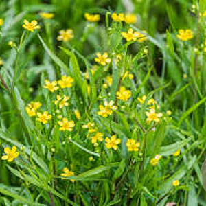 Ranunculus flammula GM P9