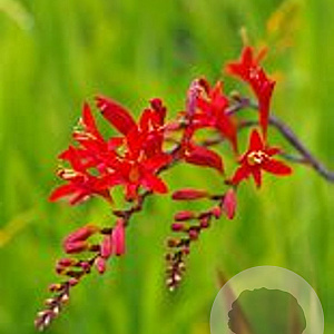 Crocosmia GM P9