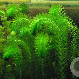 Elodea densa 80-100 cm plantdiepte  M19