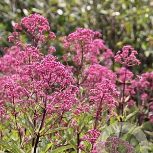 Eupatorium fistulosusm 'Atropurpureum' GM P9