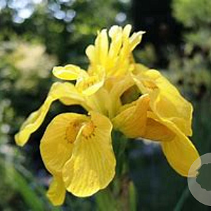 Iris pseudacorus 'Flore Pleno' GM P9