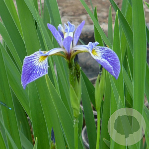 Iris versicolor 'Gerald Derby' GM M23