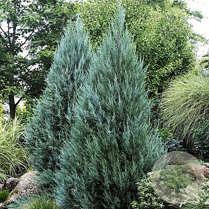Juniperus s. 'Moonglow' 40-50 cm 3,0L
