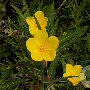 Jussiaea grandiflora GM P9