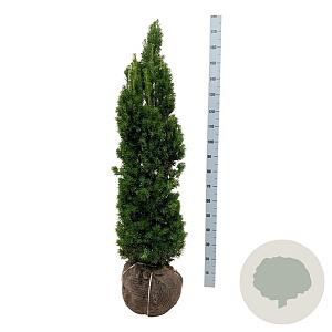 Taxus media 'Viridis' 120-140 cm met kluit extra