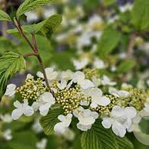 Viburnum plicatum 'St Keverne' 225-250 cm draadkluit verplant 200