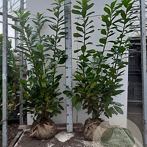 Prunus l. 'Novita' 100-125 cm met kluit