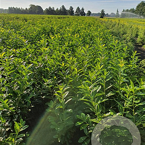Prunus l. 'Novita' 100-125 cm met kluit