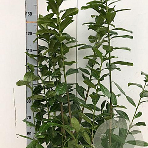 Prunus l. 'Novita' 100-125 cm met kluit