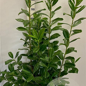 Prunus l. 'Novita' 100-125 cm met kluit