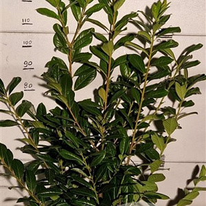 Prunus l. 'Novita' 100-125 cm met kluit