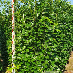Prunus l. 'Novita' 225 cm draadkluit extra