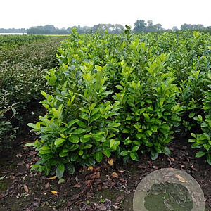 Prunus I. 'Rotundifolia' 100-125 cm met kluit