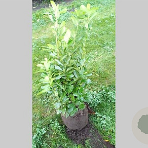 Prunus I. 'Rotundifolia' 100-125 cm met kluit