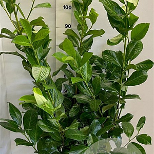 Prunus I. 'Rotundifolia' 100-125 cm met kluit