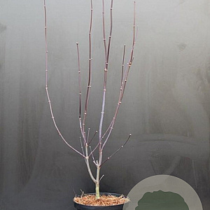 Acer pal. 'Atropurpureum' 50-60 cm 5,0L
