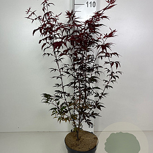 Acer pal. 'Atropurpureum' 50-60 cm 5,0L