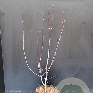 Acer pal. 'Atropurpureum' 50-60 cm 5,0L