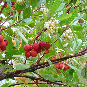 Arbutus unedo 'Walter' GM C3