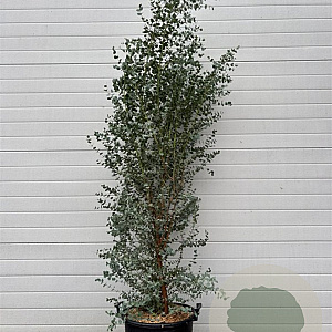 Eucalyptus gunnii 125-150 cm 30L