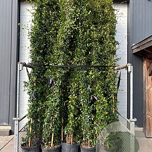 Trachelospermum jasminoides 350-400 cm container geveerd