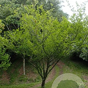 Zanthoxylum piperitum GM C3