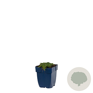 Thymus praecox 'Minor' GM  P11