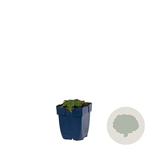 Thymus praecox 'Minor' GM  P11