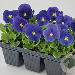viola hybride grootbloemig blauw GM P9