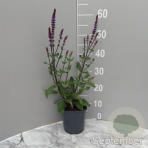 Salvia nem. 'Caradonna' GM 2,0L