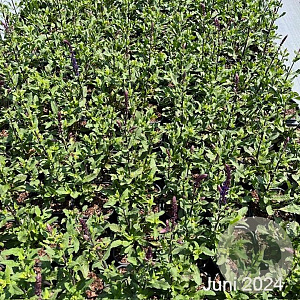 Salvia nem. 'Caradonna' GM 2,0L