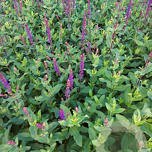 Salvia nem. 'Caradonna' GM 2,0L