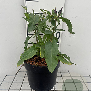 Salvia nem. 'Caradonna' GM 2,0L