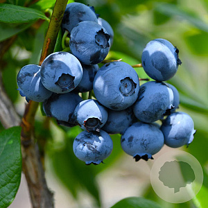 Vaccinium corymbosum 'Toro' GM C3