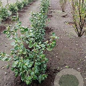 Camellia j. 'Lady Campbell' 60-80 cm met kluit