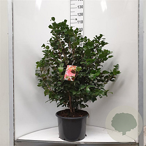 Camellia j. 'Lady Campbell' 80-100 cm 2,0L